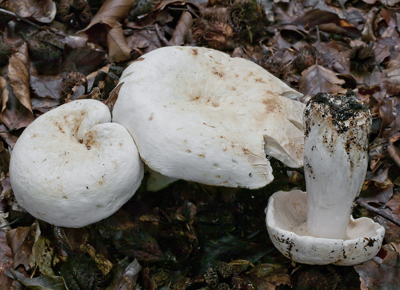 Lactarius piperatus